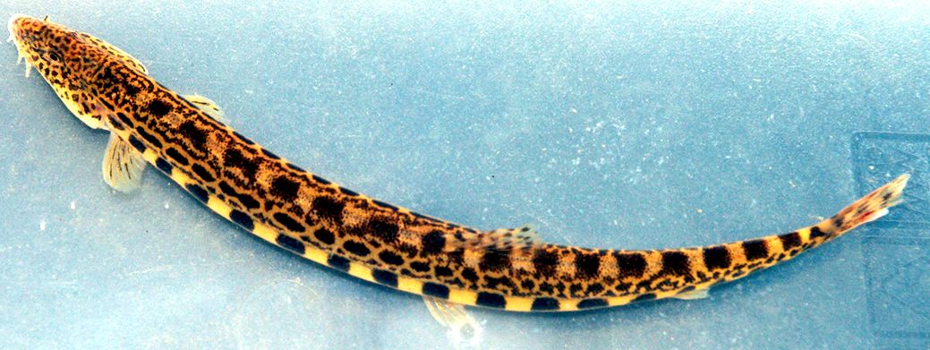 Cobitis calderoni_02.jpg